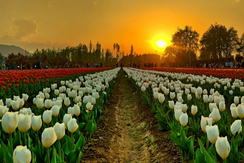 Kashmir Tulip